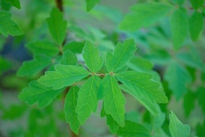 Acer griseum - javor šedý - letní listy